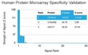 Analysis of HuProt(TM) microarray containing more than 19,000 full-length human proteins using CD40L antibody (clone CD40LG/2763). These results demonstrate the foremost specificity of the CD40LG/2763 mAb. Z- and S- score: The Z-score represents the strength of a signal that an antibody (in combination with a fluorescently-tagged anti-IgG secondary Ab) produces when binding to a particular protein on the HuProt(TM) array. Z-scores are described in units of standard deviations (SD's) above the mean value of all signals generated on that array. If the targets on the HuProt(TM) are arranged in descending order of the Z-score, the S-score is the difference (also in units of SD's) between the Z-scores. The S-score therefore represents the relative target specificity of an Ab to its intended target.