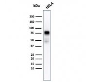 Western blot testing of human HeLa cell lysate with recombinant CD44 antibody (clone rHCAM/918). Predicted molecular weight ~81 kDa.