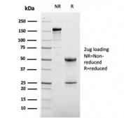 SDS-PAGE analysis of purified, BSA-free CD63 antibody (clone LAMP3/2881) as confirmation of integrity and purity.