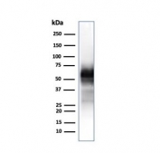 Western blot testing of human ThP-1 cell lysate with CD63 antibody (clone LAMP3/2790). Predicted molecular weight: 25-60 kDa depending on glycosylation level.