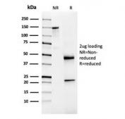 SDS-PAGE analysis of purified, BSA-free NKX3.1 antibody (NKX3.1/3348) as confirmation of integrity and purity.