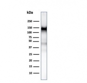 Western blot testing of human ThP-1 cell lysate with CD31 antibody (clone PECAM1/3526). Expected molecular weight: 83-130 kDa depending on level of glycosylation.
