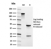 SDS-PAGE analysis of purified, BSA-free CD31 antibody (clone PECAM1/3526) as confirmation of integrity and purity.
