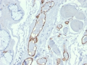 IHC staining of FFPE human tonsil with CD31 antibody (clone PECAM1/3527). HIER: boil tissue sections in pH 9 10mM Tris with 1mM EDTA for 10-20 min and allow to cool before testing.