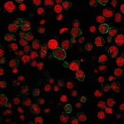 Immunofluorescent staining of human Jurkat cells with CD31 antibody (green, clone PECAM1/3527) and Reddot nuclear stain (red).