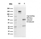 SDS-PAGE analysis of purified, BSA-free CD31 antibody (clone PECAM1/3527) as confirmation of integrity and purity.