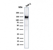 Western blot testing of human ThP-1 cell lysate with CD31 antibody. Expected molecular weight: 83-130 kDa depending on level of glycosylation.