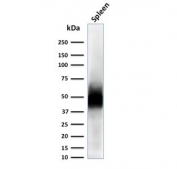 Western blot testing of human spleen lysate with CD63 antibody (clone LAMP3/2788). Predicted molecular weight: 25-60 kDa depending on glycosylation level.