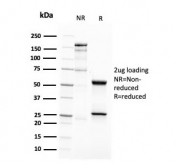 SDS-PAGE analysis of purified, BSA-free CD63 antibody (clone LAMP3/2788) as confirmation of integrity and purity.