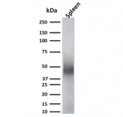 Western blot testing of human spleen lysate with CD63 antibody (clone LAMP3/2789). Predicted molecular weight: 25-60 kDa depending on glycosylation level.