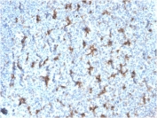 IHC staining of FFPE human tonsil with recombinant CD68 antibody (clone rLAMP4/824). HIER: boil tissue sections in pH 9 10mM Tris with 1mM EDTA for 10-20 min followed by cooling at RT for 20 min.