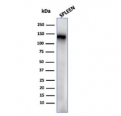 Western blot testing of human spleen lysate with recombinant CD68 antibody. Expected molecular weight: 37-110 kDa depending on glycosylation level.