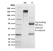SDS-PAGE analysis of purified, BSA-free CD68 antibody (clone C68/2511) as confirmation of integrity and purity.
