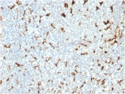 IHC staining of FFPE human tonsil with CD68 antibody (clone C68/2511). HIER: boil tissue sections in pH 9 10mM Tris with 1mM EDTA for 20 min and allow to cool before testing.