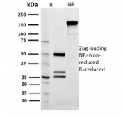 SDS-PAGE analysis of purified, BSA-free CD79a antibody (clone ZL7-4) as confirmation of integrity and purity.
