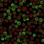 Immunofluorescent staining of PFA-fixed human Raji cells with CD79a antibody (clone ZL7-4, green) and Reddot nuclear stain (red).