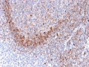 IHC staining of FFPE human tonsil tissue with CD79b antibody (clone B29/123). HIER: boil tissue sections in pH 9 10mM Tris with 1mM EDTA for 10-20 min followed by cooling at RT for 20 min.