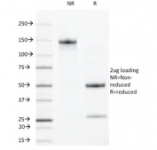 SDS-PAGE analysis of purified, BSA-free VEGFR2 antibody (clone DC101) as confirmation of integrity and purity.