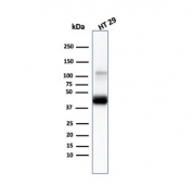 Western blot testing of human HT29 cell lysate with Cytokeratin 20 antibody (clone KRT20/3145). Predicted molecular weight ~46 kDa.