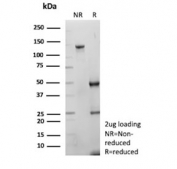 SDS-PAGE analysis of purified, BSA-free c-RET antibody (clone RET/2795) as confirmation of integrity and purity.