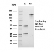 SDS-PAGE analysis of purified, BSA-free recombinant Bromodeoxyuridine antibody (clone rBRD.3) as confirmation of integrity and purity.