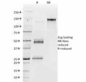 SDS-PAGE analysis of purified, BSA-free Vitronectin Receptor antibody (clone 23C6) as confirmation of integrity and purity.
