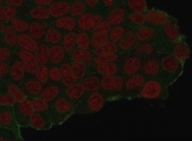 Immunofluorescent staining of PFA-fixed human MCF7 cells that have been transfected with an HA-tagged protein, with HA Tag antibody (clone 16.43, green) and Reddot nuclear stain (red).