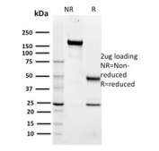 SDS-PAGE analysis of purified, BSA-free MBP tag antibody (clone R29.6) as confirmation of integrity and purity.