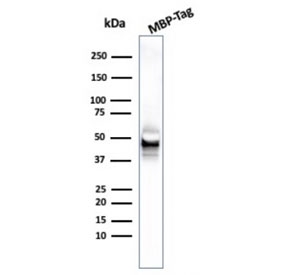 Western blot testing of MBP-tagged recombinant protein with MBP tag antibody. ~