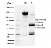 SDS-PAGE analysis of purified, BSA-free Cyclin A1 antibody (clone XLA1-3) as confirmation of integrity and purity.