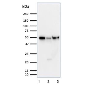 Western blot testing of human 1) HeLa, 2) Jurkat and 3) MCF7 cell lysate with Cyclin A1 antibody. Expected molecular weight: 50-55 kDa.~