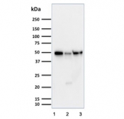 Western blot testing of human 1) HeLa, 2) Jurkat and 3) MCF7 cell lysate with Cyclin A1 antibody. Expected molecular weight: 50-55 kDa.