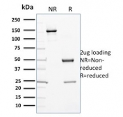 SDS-PAGE analysis of purified, BSA-free CYP3A1 antibody (clone P6) as confirmation of integrity and purity.