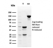 SDS-PAGE analysis of purified, BSA-free Myofibroblast antibody (clone PR 2D3) as confirmation of integrity and purity.