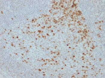 IHC staining of FFPE human lymph node with Pro