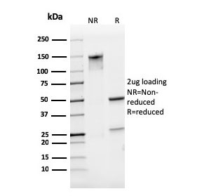 SDS-PAGE analysis of purified, BSA-free CD31 antibody (clone PECAM1/3529) as confirmation of integrity and purity.