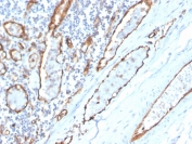 IHC staining of FFPE human tonsil with CD31 antibody (clone PECAM1/3529). HIER: boil tissue sections in pH 9 10mM Tris with 1mM EDTA for 10-20 min and allow to cool before testing.
