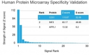 Analysis of HuProt(TM) microarray containing more than 19,000 full-length human proteins using CD31 antibody (clone PECAM1/3529). These results demonstrate the foremost specificity of the PECAM1/3529 mAb. Z- and S- score: The Z-score represents the strength of a signal that an antibody (in combination with a fluorescently-tagged anti-IgG secondary Ab) produces when binding to a particular protein on the HuProt(TM) array. Z-scores are described in units of standard deviations (SD's) above the mean value of all signals generated on that array. If the targets on the HuProt(TM) are arranged in descending order of the Z-score, the S-score is the difference (also in units of SD's) between the Z-scores. The S-score therefore represents the relative target specificity of an Ab to its intended target.