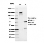 SDS-PAGE analysis of purified, BSA-free CD31 antibody (clone PECAM1/3529) as confirmation of integrity and purity.