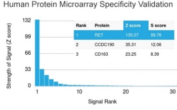 Analysis of HuProt(TM) microarray containing more than 19,000 full-length human proteins using c-RET antibody (clone RET/2976). These results demonstrate the foremost specificity of the RET/2976 mAb. Z- and S- score: The Z-score represents the strength of a signal that an antibody (in combination with a fluo