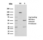 SDS-PAGE analysis of purified, BSA-free Bcl-X antibody (clone SPM519) as confirmation of integrity and purity.