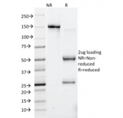 SDS-PAGE analysis of purified, BSA-free HSV1 antibody (clone 10A3) as confirmation of integrity and purity.