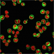 Immunofluorescence staining of human Raji cells with recombinant Pan-HLA antibody (green, clone rHLA-Pan/3475) and Reddot nuclear stain (red).