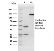 SDS-PAGE analysis of purified, BSA-free Herpes Virus 8 antibody (clone HHV8/3606) as confirmation of integrity and purity.