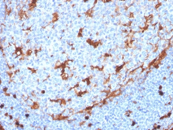 IHC staining of FFPE human tonsil with recombinant Annexin A1 antibody (clone ANXA1/3869R). HIER: boil tissue sections in pH 9 10mM Tris with 1mM EDTA for 10-20 min and allow to cool before testing.~