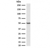 Western blot testing of human HEK293 cel lysate with Beta Tubulin antibody (clone TBBT3-1). Predicted molecular weight: ~50 kDa.