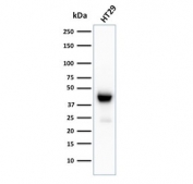 Western blot testing of human HT29 cell lysate with recombinant CK20 antibody (clone KRT20/3129R). Predicted molecular weight ~46 kDa.