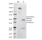 SDS-PAGE analysis of purified, BSA-free Thomsen-Friedenreich Antigen antibody (clone A84-A/F10) as confirmation of integrity and purity.