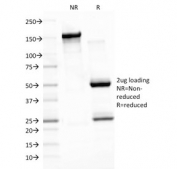 SDS-PAGE analysis of purified, BSA-free EBV antibody (clone CS3) as confirmation of integrity and purity.
