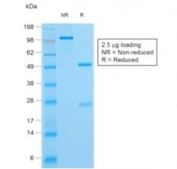 SDS-PAGE analysis of purified, BSA-free HSV1 antibody as confirmation of integrity and purity.